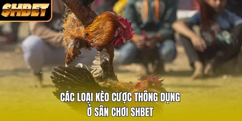 1 Kinh Nghiệm Đá Gà Cựa Sắt - Bí Kíp Soi Kèo Thắng Lớn Kinh Nghiệm Đá Gà Cựa Sắt - Bí Kíp Soi Kèo Thắng Lớn